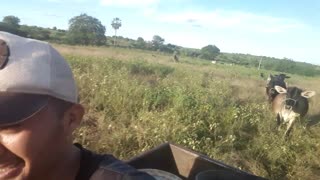 Defensive Cow Chases Motorcyclist