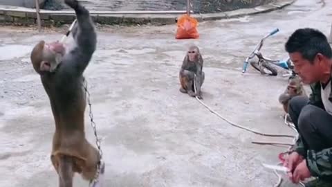 Funny monkey clip videos #974