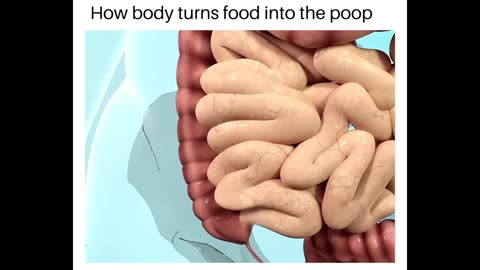 "From Food to Poop: The Journey of Food Through Your Body"