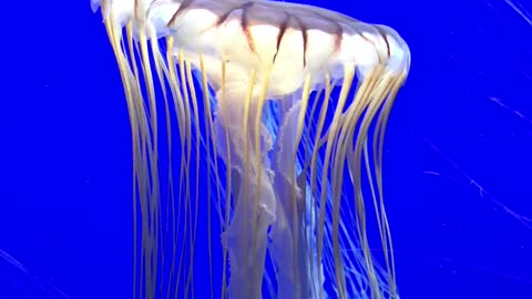 Atlanta Aquarium Jelly Fish