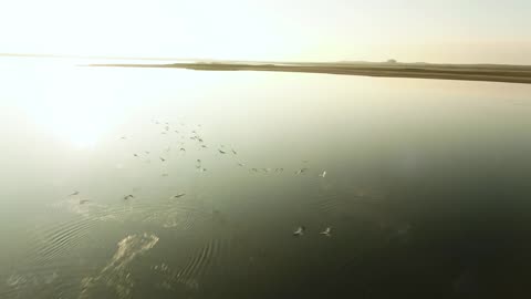 Birds lifting off from still water - With great music