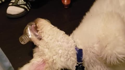 Pilot the Service Dog Puppy Bottle Chew