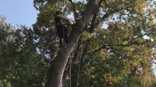 Roping a log down