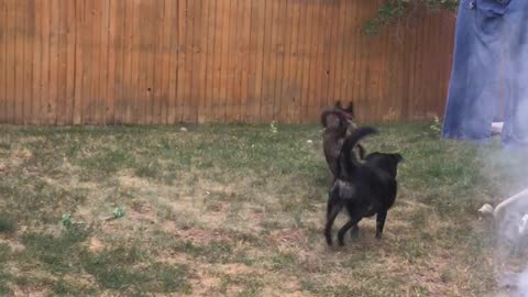 Talented Pup Catches a Mouthful