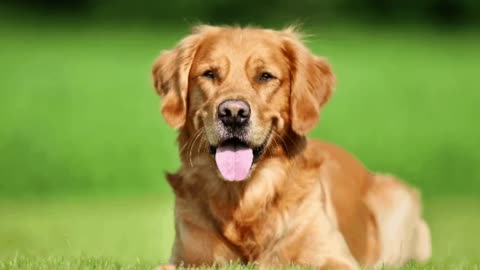 Best funny and cute videos of Golden Retrievers