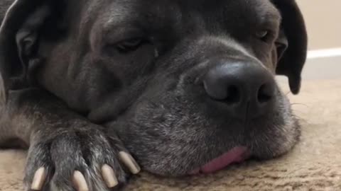 Dog sleeping on stairs with tongue sticking out