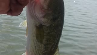 Largemouth bass