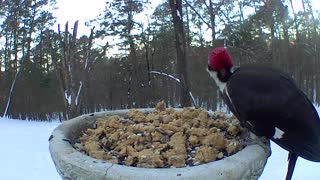 Pileated woodpecker at birdbath