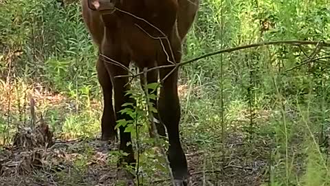 Young Calf checking me out in the shade
