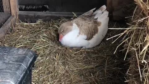 Bert and Wheezy get an Easter surprise.