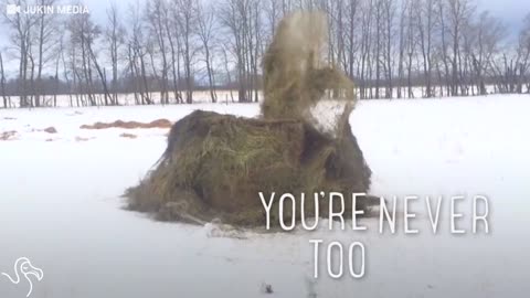 This Bison Can't Stop Playing With His Food