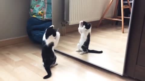 Funny cat and mirror video
