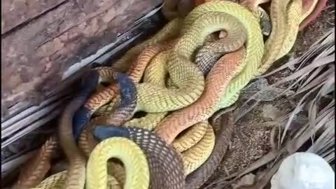 Snake babies /