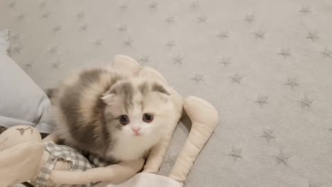 cute kitten with short leg cat- Cute Cat