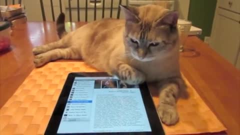 Kitty Plays iPad Music