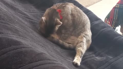 What Happens Revealed When A Cat Is Stationed On The Couch