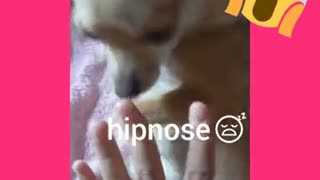 Owner knocks dog over with force push hypnosis