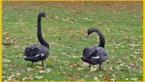 Black Swans Bird