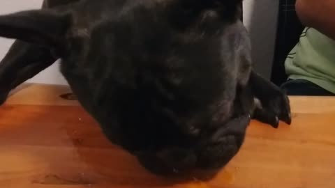 French Bulldog "Blacky" 🐶 is eating egg🥚 for breakfast😍