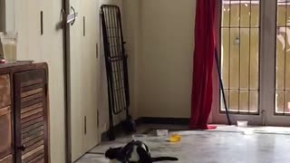 Two cats jump back black toy ball slow motion