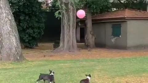 Cute puppys playing with balloon.