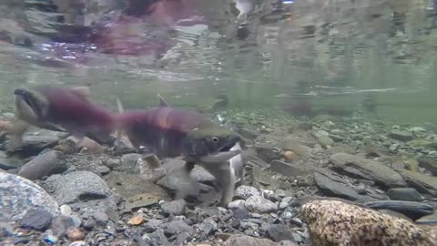 Sockeye Salmon in a small river. Underwater shooting