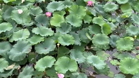 Lots and lots of lotus leaves and flowers