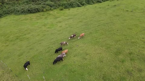 #horses #nature #green