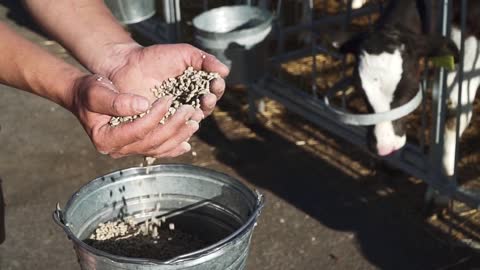 Feed for cows in the hands of a farmer