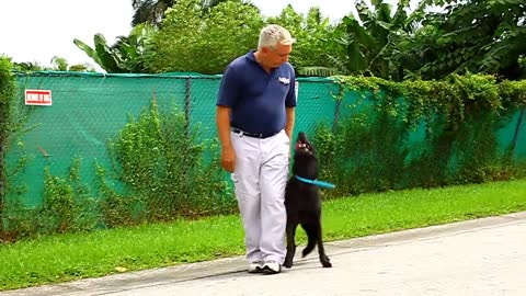 Proven Dog Training Techniques & Tips