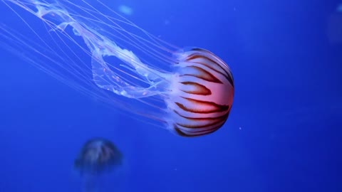 Witness underwater God Almighty created jellyfish colored in all shapes and sizes