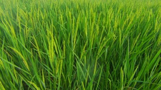 Philippine countryside - rice paddy