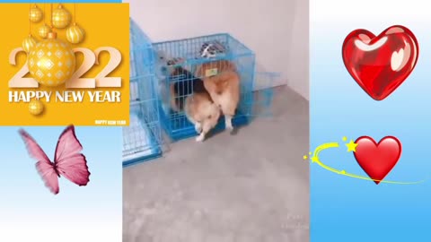 The dogs 🐕 are trying to get into the cage at the same time