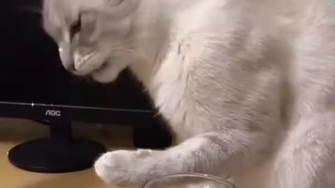 cats drink beer
