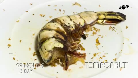 Black Tiger Shrimp Timelapse
