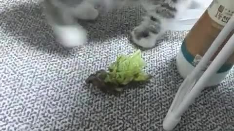 a grass-eating cat lucky punch