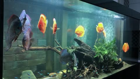 Gold fish and black fish discuss in the aquarium tank