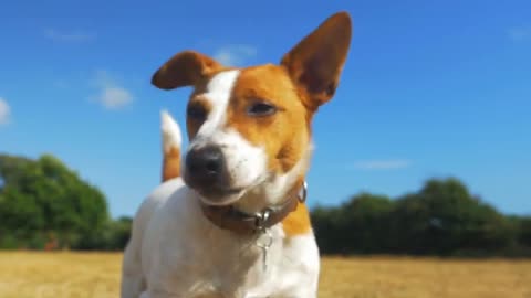 8 Things You Must Never To Do Your Jack Russell Terrier