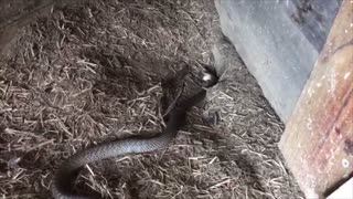 Cranky Eastern Brown Snake Caught in Chicken Coup
