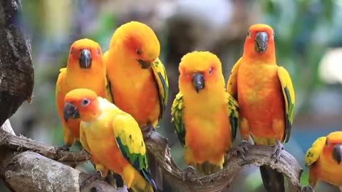 Best Parrot Birds Romantices Moment