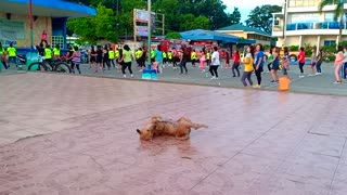 Dog Does Fitness Dance