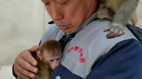 Monkeys like keepers very much