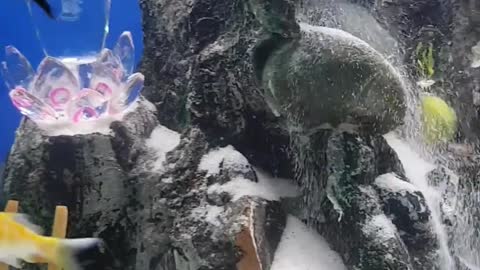 Relax the aquarium