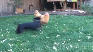 Weiner dog plays with chicken