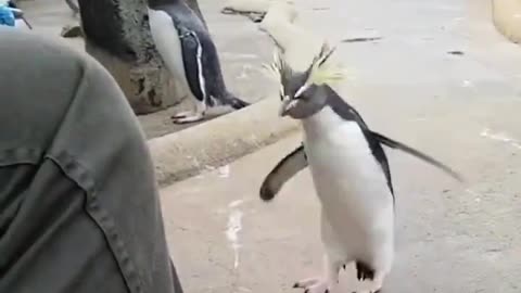 Metal Penguin