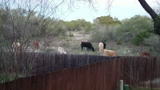 Cattle ranches are still alive and well in Texas