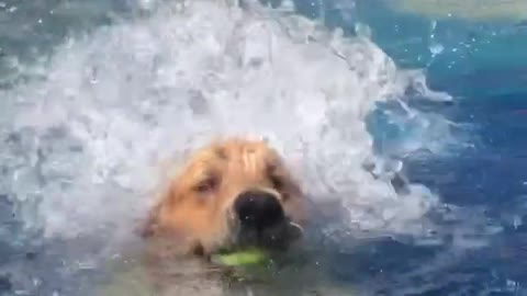 dogs playing in the water xD