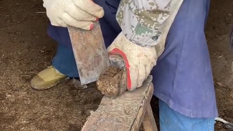 Hoof trimming: The donkey is afraid of fierce resistance, it is very difficult to help him!