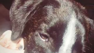 Black white dog getting head massage by owners hand