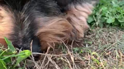 Puppy slurping